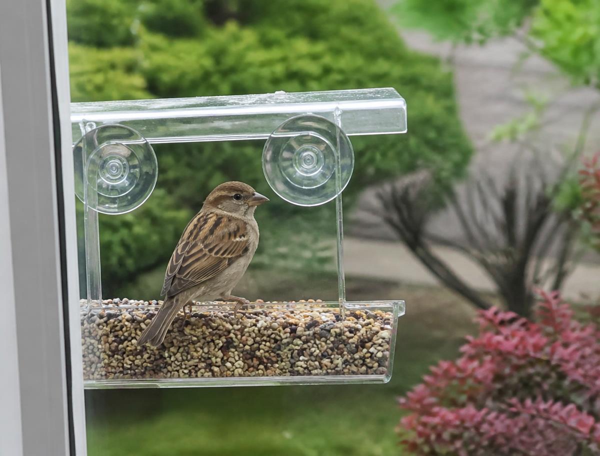 The first regular visitor, close enough to see every feather.