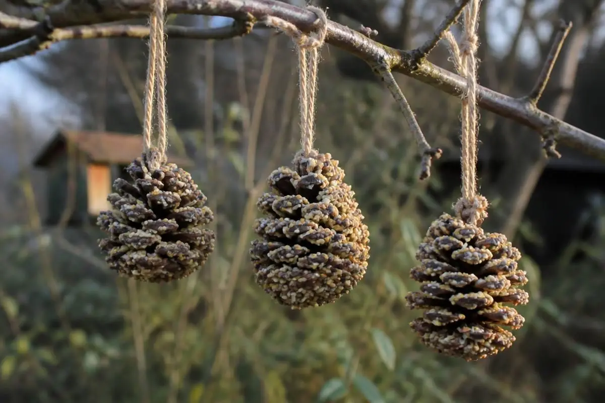 Feeders hanging on a branch we can see from the kitchen window.
