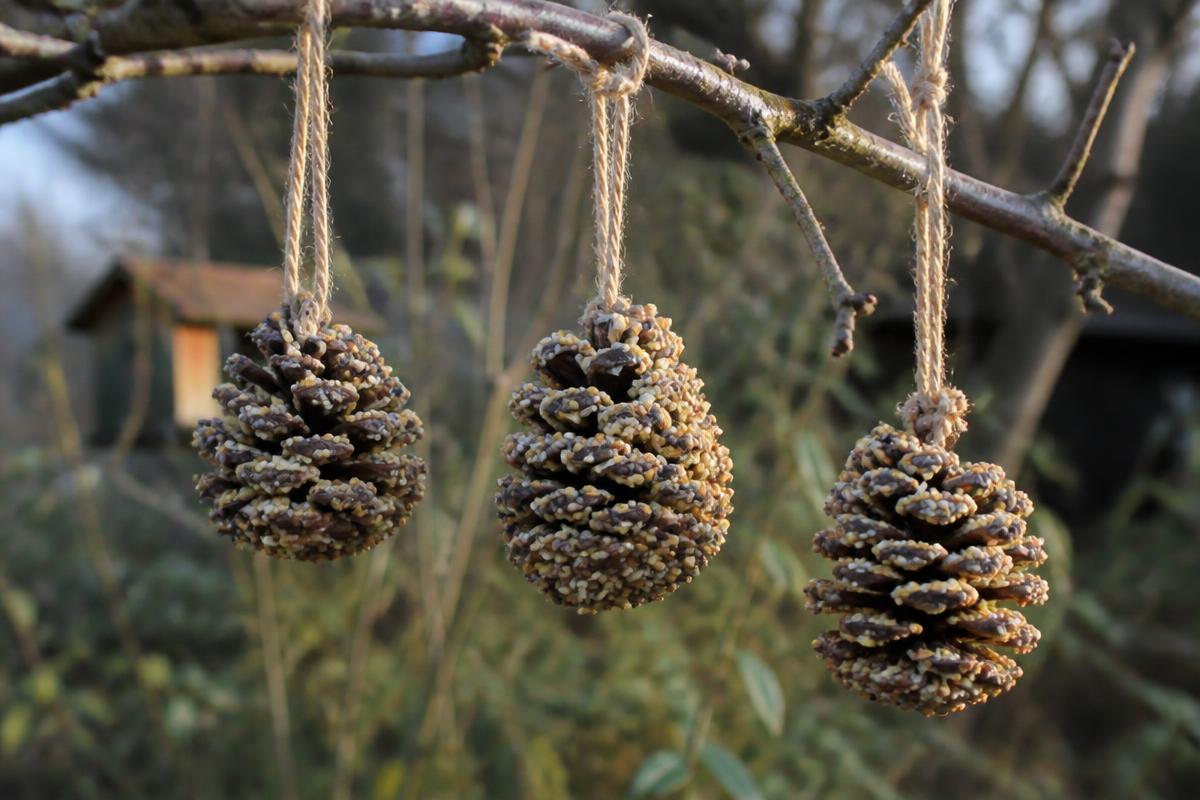 Hanging on a branch we can see from the kitchen window.