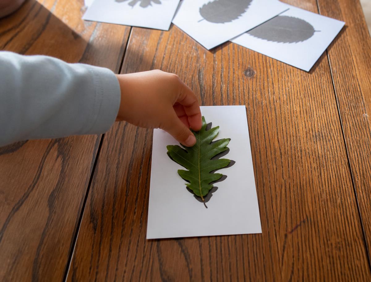 Laying a real leaf onto the shape it belongs to.
