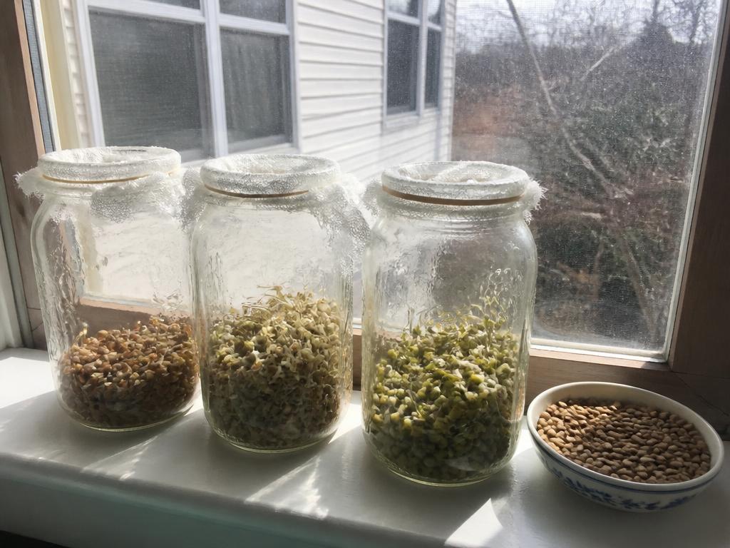 Sprouting Jar Basket