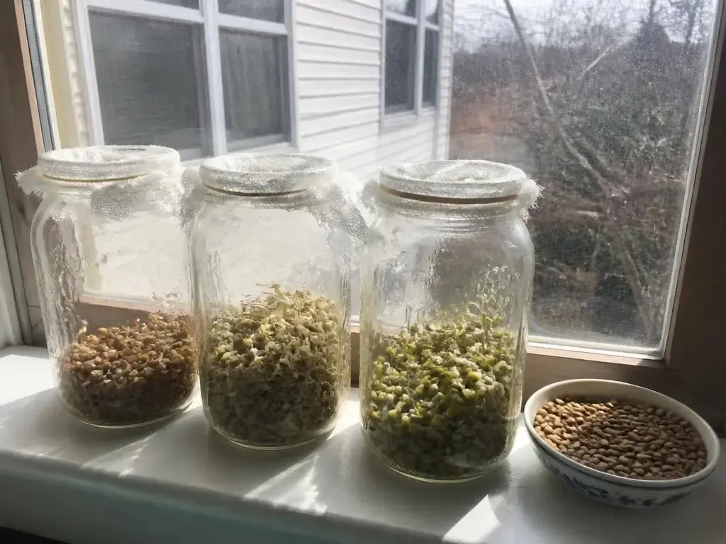 Sprouting Jar Basket