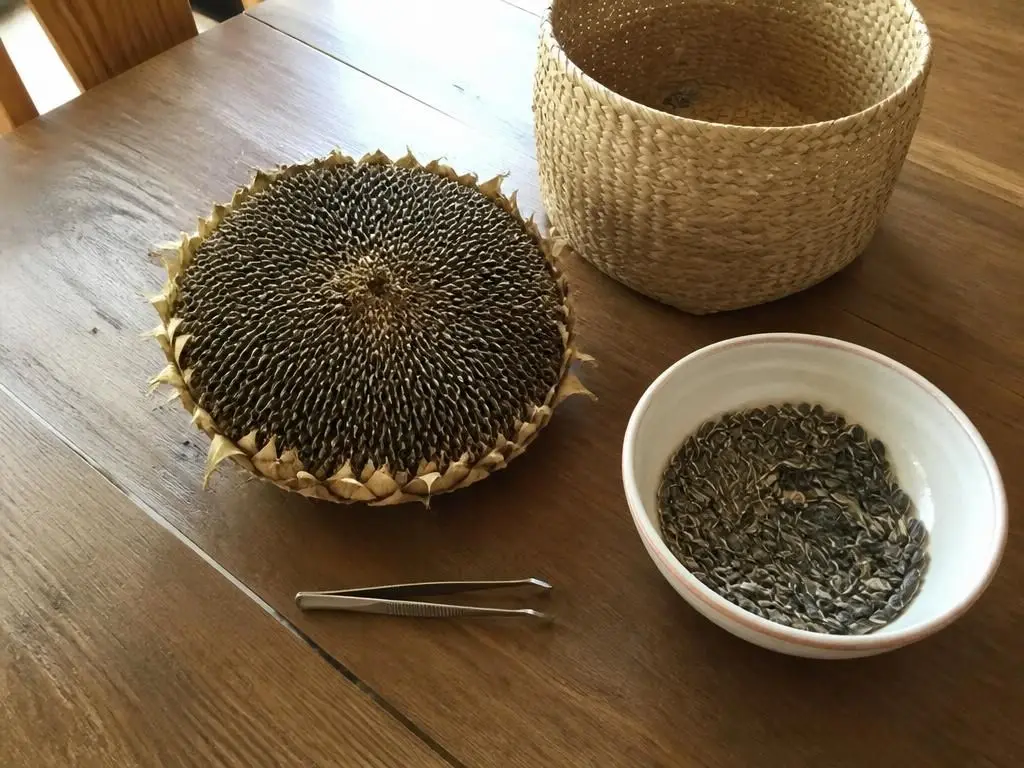 Dried Sunflower Head Basket