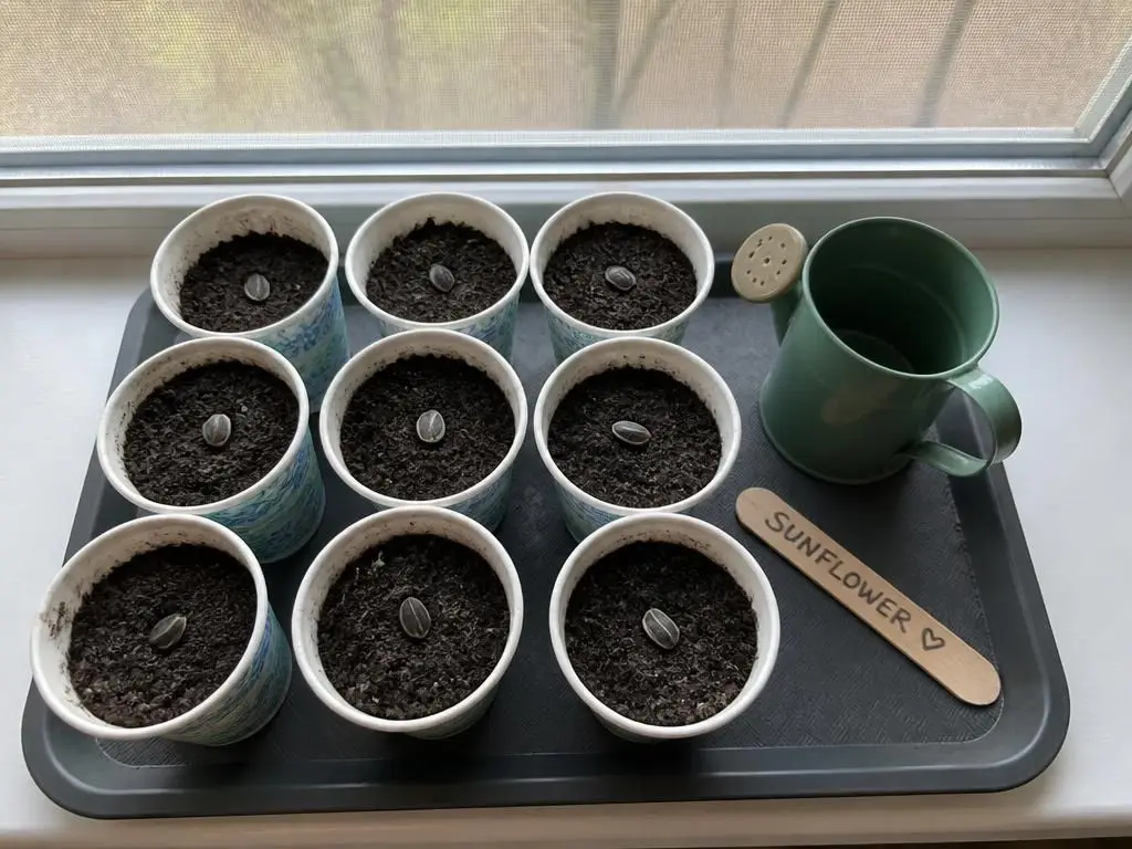 The last handful goes into paper cups on the windowsill.