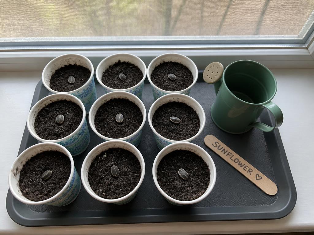 The last handful goes into paper cups on the windowsill.