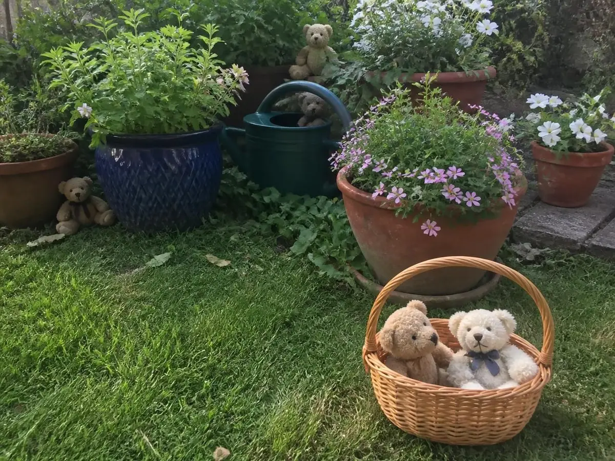 Bears hidden low in the pots, one basket each to collect them in.