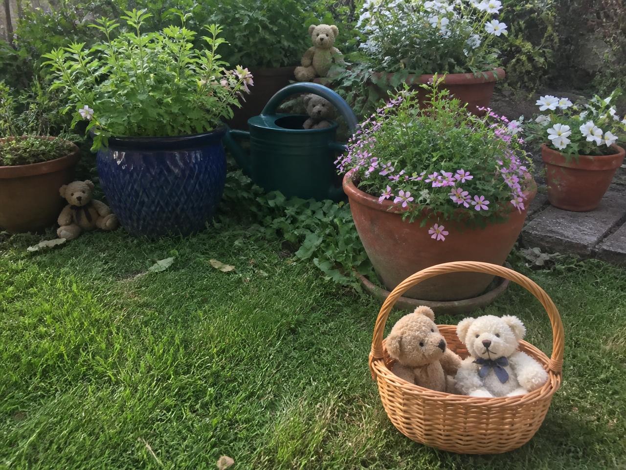 Bears hidden low in the pots, one basket each to collect them in.